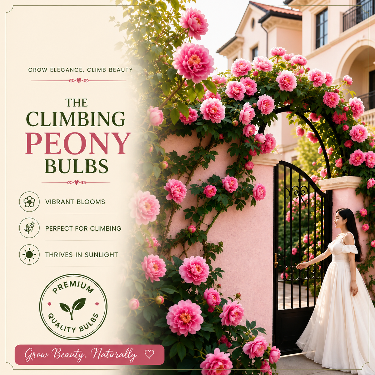 Rare Climbing Peony Rose Bulbs – Big, Beautiful Blooms for Your Garden | Buy 6 Get 6 Free - Pack Of 12